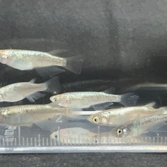 メダカ ネプチューン6匹の画像