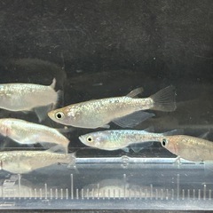 メダカ ネプチューン6匹の画像
