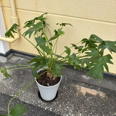 お話し中　観葉植物　セロームの画像