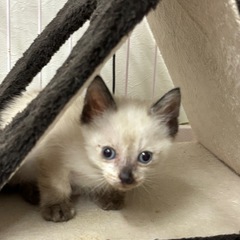 １ヶ月の子猫2匹♪の画像