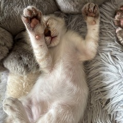 １ヶ月の子猫2匹♪ - 上田市