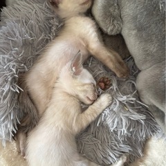 １ヶ月の子猫2匹♪ - 里親募集