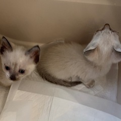１ヶ月の子猫2匹♪ − 長野県