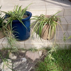 折り鶴蘭の画像