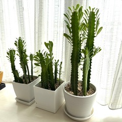 多肉植物   『彩雲閣』の画像