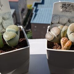 多肉植物/大きめリトープス（ペブルプランツ）2個セット/半額以下