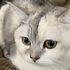 やんちゃ猫です【至急】