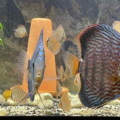 ディスカス　ロートターキス　幼魚の画像