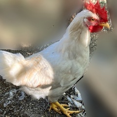 ニワトリ　ソニア