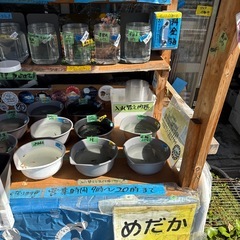 大山悠輔ホームラン打ったのでめだか メダカ、500円引きの画像