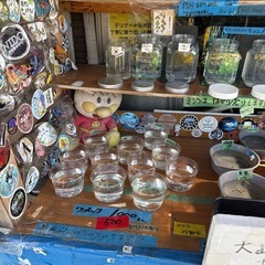 大山悠輔ホームラン打ったのでめだか メダカ、500円引きの画像