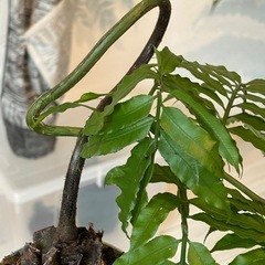 観葉植物_リュウビンタイの画像