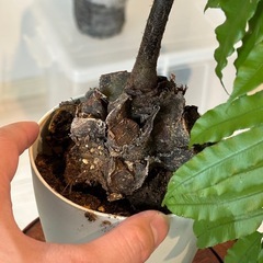 観葉植物_リュウビンタイの画像