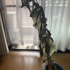 ゴムの木　差し上げます　鉢付きの画像