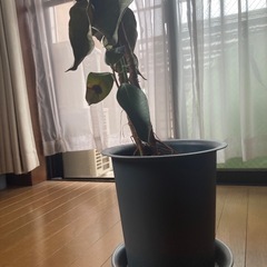 ゴムの木　差し上げます　鉢付きの画像