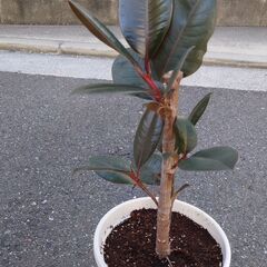 ゴムの木①の画像