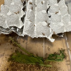 活き餌 イエコオロギSS~Lまでいますの画像