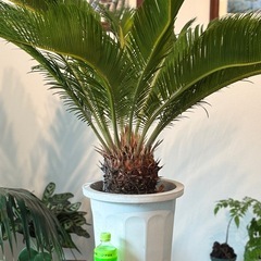 観葉植物_ソテツ(蘇鉄)_12号の画像