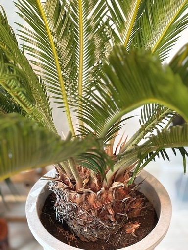 観葉植物_ソテツ(蘇鉄)_12号 2024
