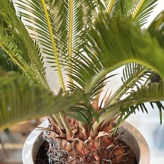観葉植物_ソテツ(蘇鉄)_12号の画像