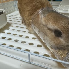 ネザーランドドワーフうさぎ