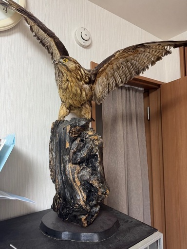 鷹の剥製