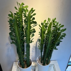 観葉植物　多肉植物 『彩雲閣』 3の画像
