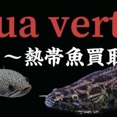 熱帯魚や大型水槽、出張買取致します。