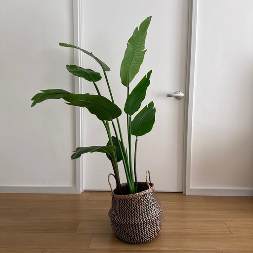 観葉植物　