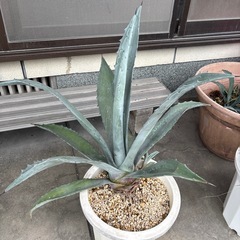 福岡　田川市　アガベ　アメリカーナアガベ アメリカーナ　カキコ付き　抜き苗　アガベ シルバーサーファー プロトアメリカーナ　多肉植物 ドライガーデン ロックガーデン 大株　　の画像