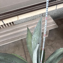 福岡　田川市　アガベ　アメリカーナアガベ アメリカーナ　カキコ付き　抜き苗　アガベ シルバーサーファー プロトアメリカーナ　多肉植物 ドライガーデン ロックガーデン 大株　　の画像