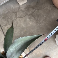 福岡　田川市　アガベ　アメリカーナアガベ アメリカーナ　カキコ付き　抜き苗　アガベ シルバーサーファー プロトアメリカーナ　多肉植物 ドライガーデン ロックガーデン 大株　　の画像