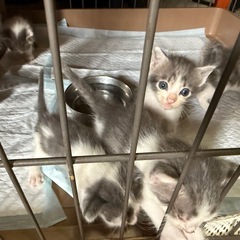 名古屋市　子猫保護しています。
