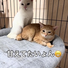 🍒かわいい猫達🍒 - 上益城郡