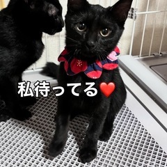 🌿日曜日、触れ合い会🍃🍃🍃是非お待ちしてます