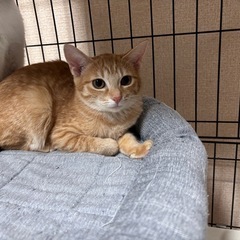 🍒かわいい猫達🍒 − 熊本県