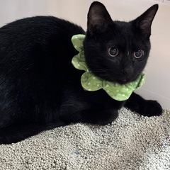 🍒かわいい猫達🍒 - 猫