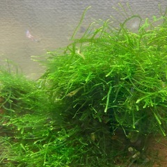 ミナミヌマエビの画像