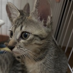 めちゃくちゃ甘えん坊な生後1ヶ月半の男の子🐱