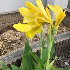 カンナ　球根　(お渡しは１０月初旬～中旬予定です)の画像