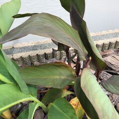 カンナ　球根　(お渡しは１０月初旬～中旬予定です)の画像