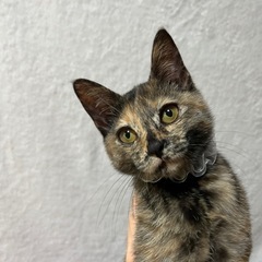 🐱サビ猫 メス 🐱 東広島市 三原市 広島市