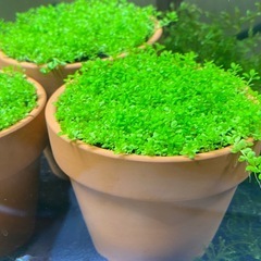 【まだあります♪】水草🍀ADA キューバパールグラス 水草POT🍀②の画像
