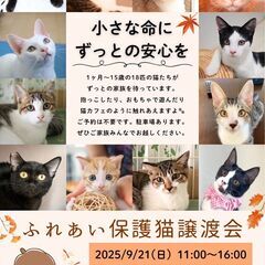 Cat 🐾Start（キャットスタート）💕保護猫ふれあい譲渡会💕🐱🐱🐱