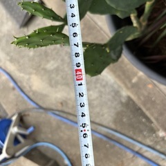 福岡　田川市　柱サボテン うちわサボテン　ウチワサボテン　グアナファト福岡　田川市　アガベ　　抜き苗　　多肉植物 ドライガーデン ロックガーデン 大株　の画像