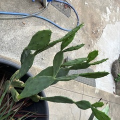 福岡　田川市　柱サボテン うちわサボテン　ウチワサボテン　グアナファト福岡　田川市　アガベ　　抜き苗　　多肉植物 ドライガーデン ロックガーデン 大株　の画像