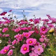 🌼メンタル通話メイングル メンバー大募集🌼　エリア：東京・…