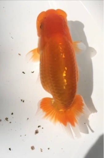 上物 らんちゅう 品評会タイプ 優良系統