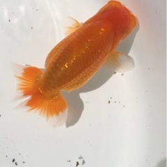 上物 らんちゅう 品評会タイプ 優良系統の画像