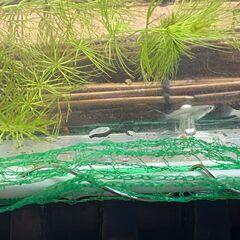 めだか屋「セミナ」青メダカ　若魚　30匹までの画像
